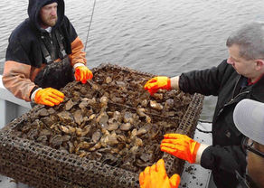 Oyster Farming Assistance for Patuxent River, MD Growers