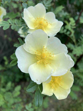 Přirozená krása botanických růží - část II.