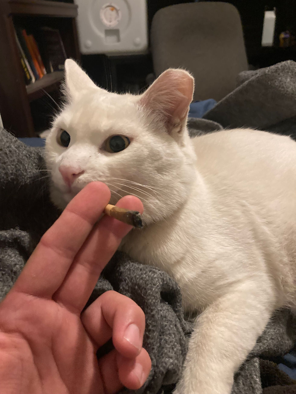 R.I.P. Pickle