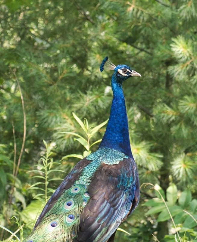 Peacock