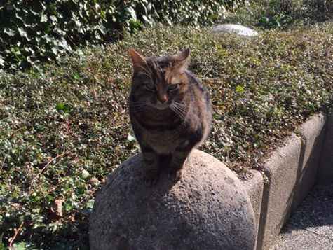 Bissa, la mascotte de la maison et comité d'accueil