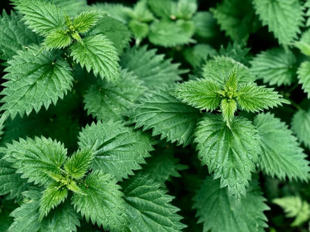 Fruits of the Spirit