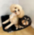 IMG_5050.jpeg