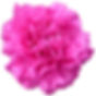 Tiepolo Fucsia