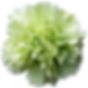 Prado Mint