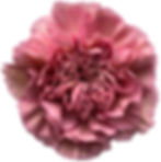 Lege Pink