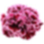Nobbio Burgundy