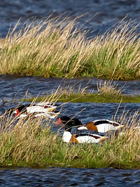 aqua-mundi-ile-de-ré-faune-flore-mer-environnement