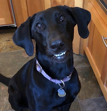 Eve dog.jpeg