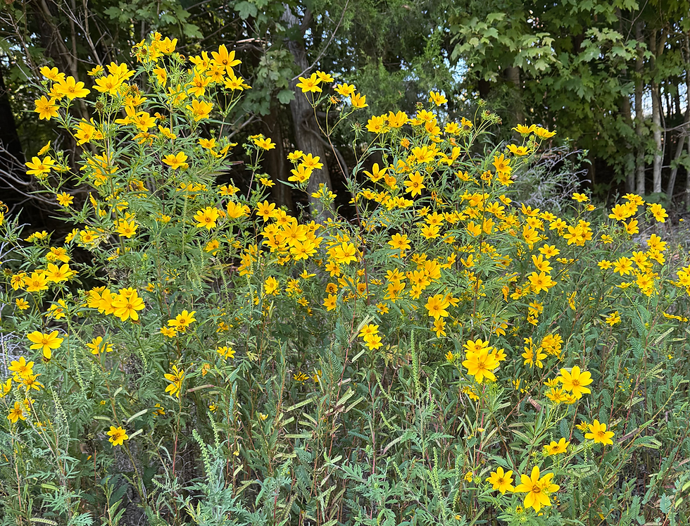 "Consider how the wildflowers grow. They do not labor or spin. Yet I tell you, not even Solomon in all his splendor was dressed like on of these. If that is how God clothes the grass of the field, which is here today, & tomorrow is thrown into the fire, how much more will he clothe you" Luke 12:27-28