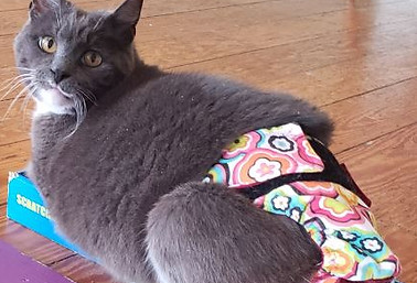 Addie 1-crop.JPG