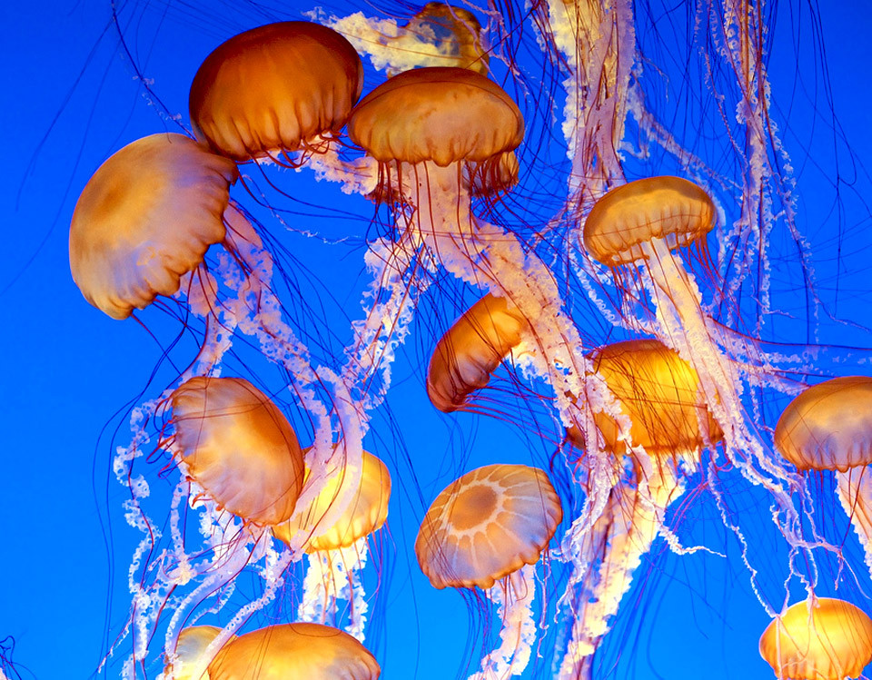 Jellyfish Ocean