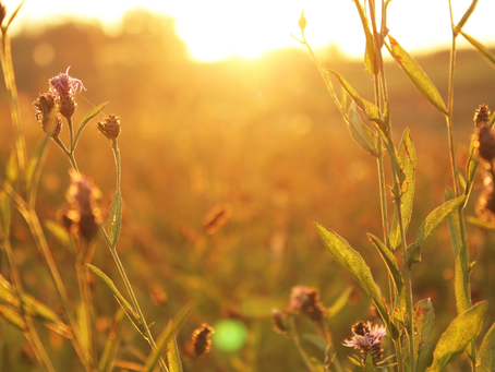 Théorie polyvagale et TDAH