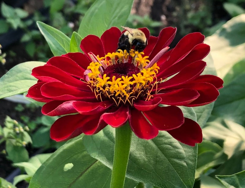Zinnias (Plants for Pollinators Part 2)