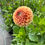 Thumbnail: Dahlia "Cornel Bronze" Tuber