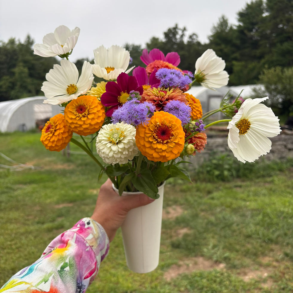 Pick Your Own Sunflowers and other Flowers