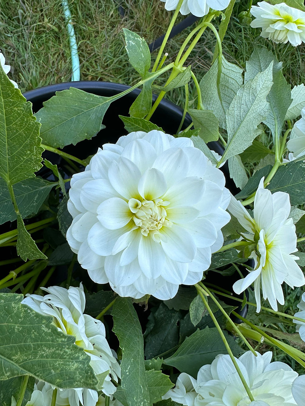 Thumbnail: Dahlia "Bride to Be" Bulk Bag 10 Tubers