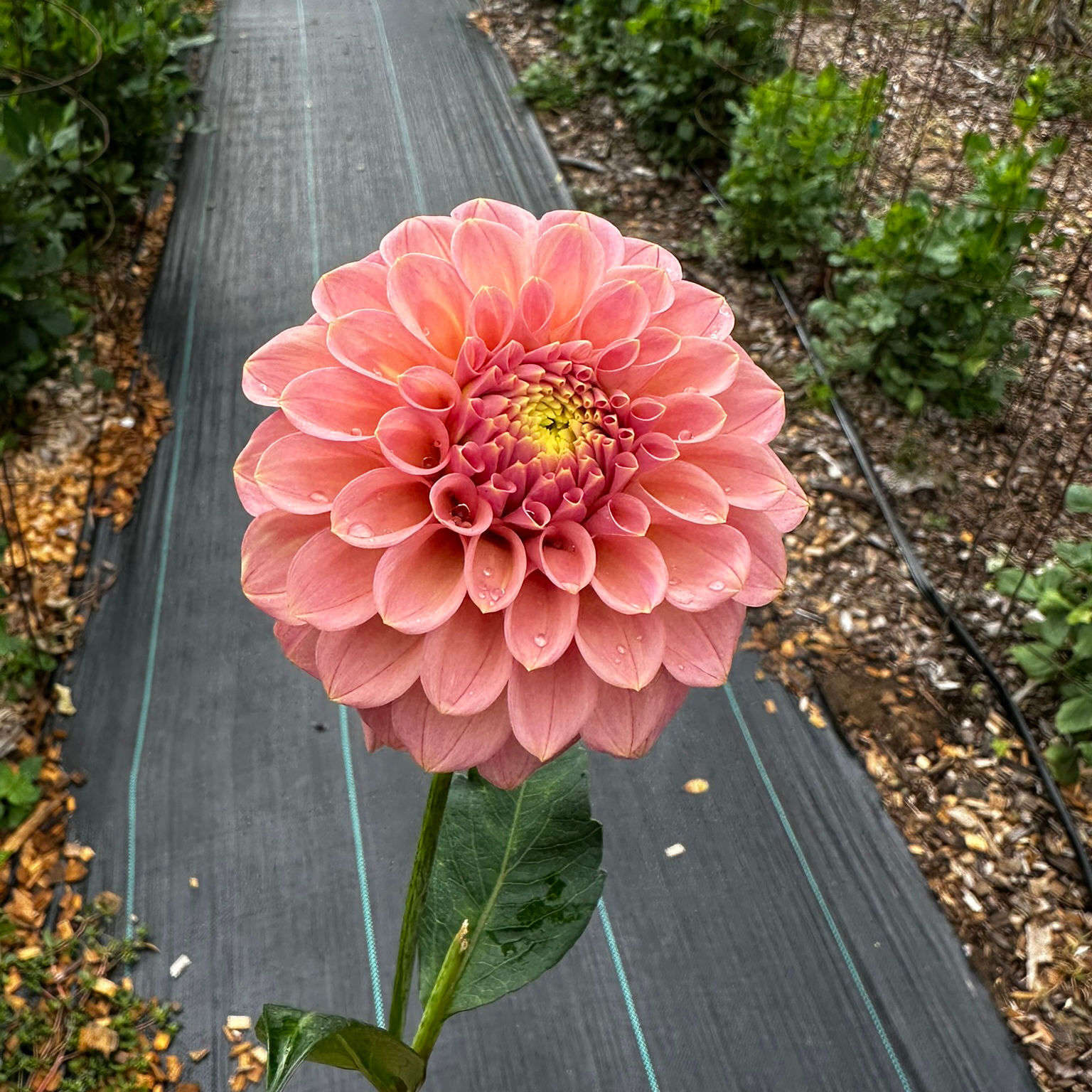 Dahlia "Rock Run Ashley" Tuber