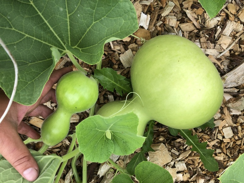 Birdhouse Gourds (Plants for Pollinators Part 3)