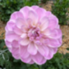 Dahlia "Snoho Sonia" tuber