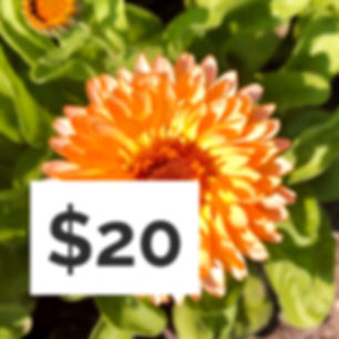 $20 Farm Stand Purchase