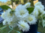 Thumbnail: Dahlia "Bride to Be" Bulk Bag 10 Tubers