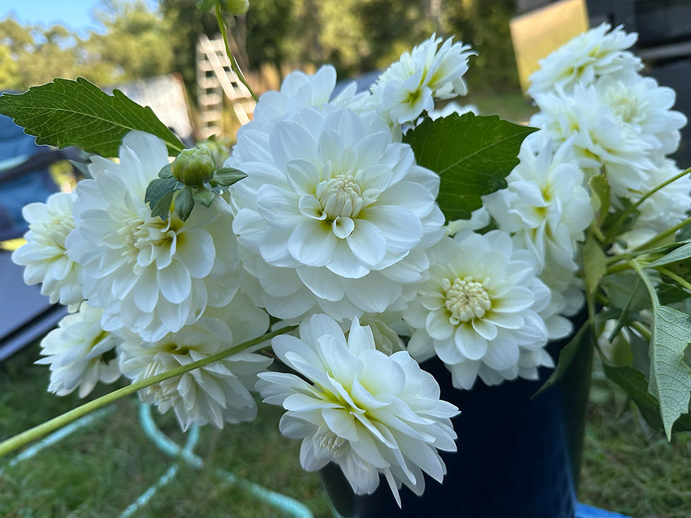 Thumbnail: Dahlia "Bride to Be" Bulk Bag 10 Tubers