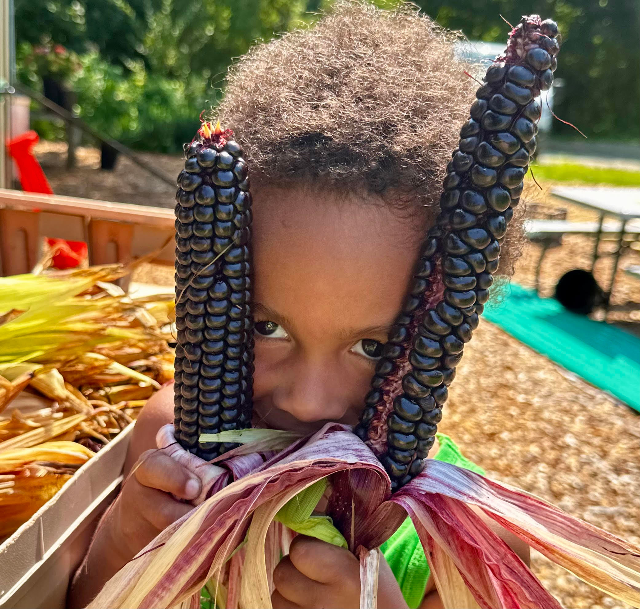 MMC - Montana Morado Corn - 6 pack