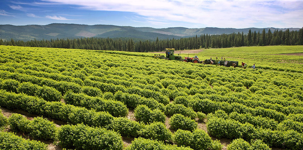 St Maries Farm Pic.jpg