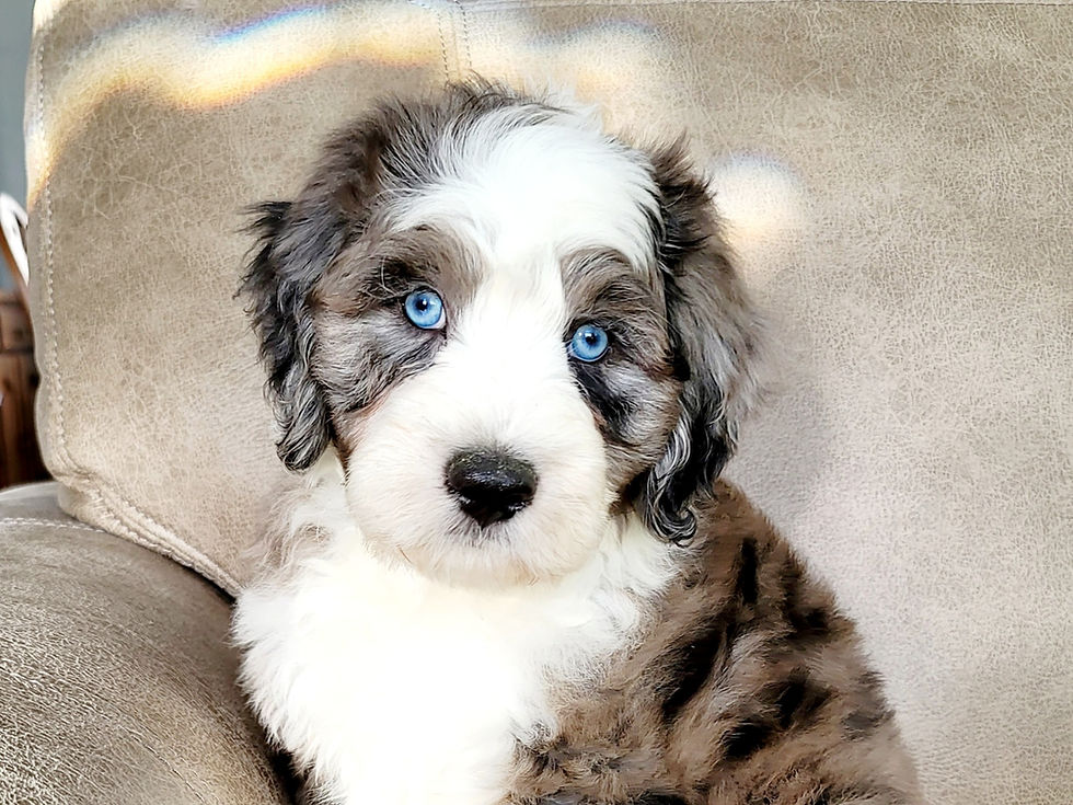 Chocolate Merle Aussiedoodle