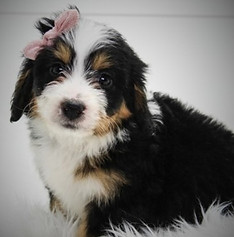 Mini Bernedoodle