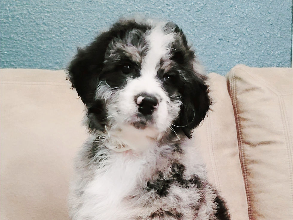Blue Merle Aussiedoodle