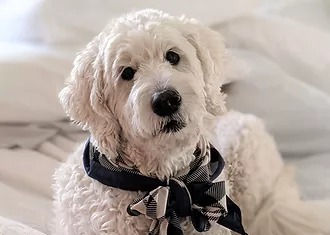 English Goldendoodle