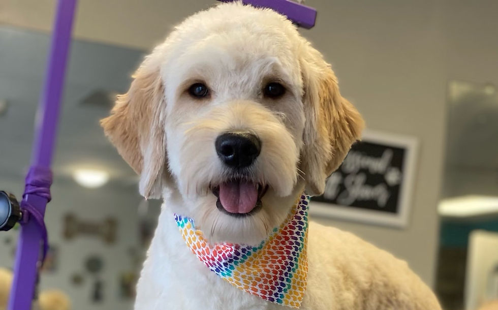 English Goldendoodle