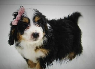 Tricolor Mini Bernedoodle