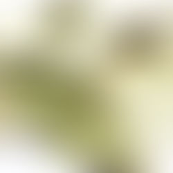 why i choose holistic alternatives 1st