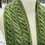 Thumbnail: Oxford Road Scarf