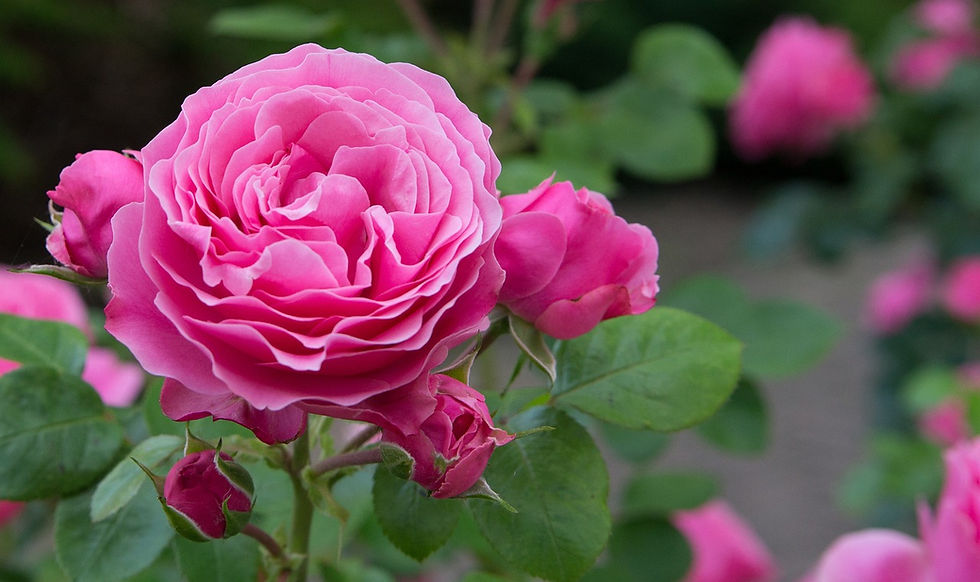 rose, flower, blossoms