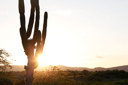 Home_Capa_Por-do-sol_Cacto.jpg