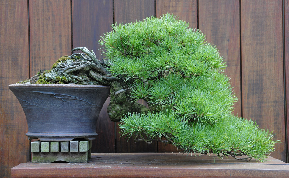 The Collection Colorado Rocky Mountain Bonsai Suiseki