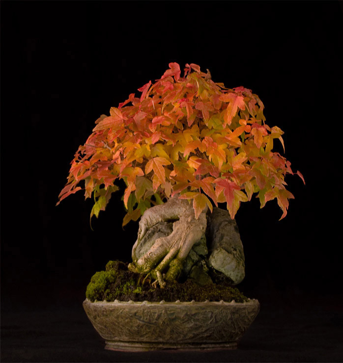 The Collection Colorado Rocky Mountain Bonsai Suiseki
