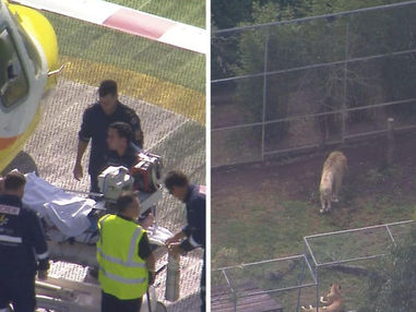 Lion Attack at Australian Zoo Leaves Woman Severely Injured