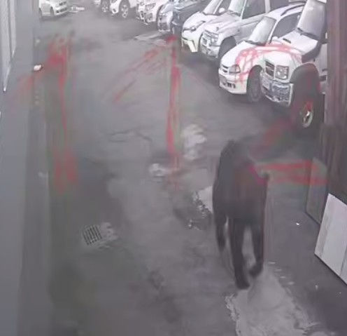 В Петропавловске-Камчатском медведь убил пенсионерку у школы