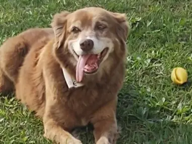 Пес прожил на могиле хозяина 10 лет и вдохновил бразильских депутатов на принятие нового закона