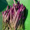 Thumbnail: Nigerian Spinach, Sokoyokoto Spinach