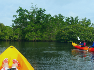 Taking Your Family Out in The Everglades