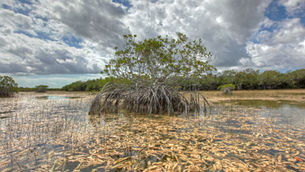Periphyton: Jewel of the Sea
