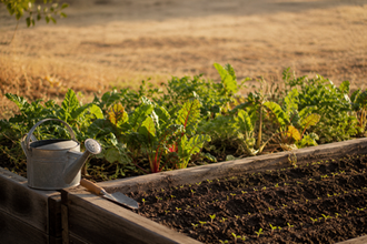 What to Plant in August in Zone 9 for a Fall Harvest