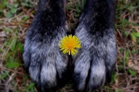 Dasha Paws