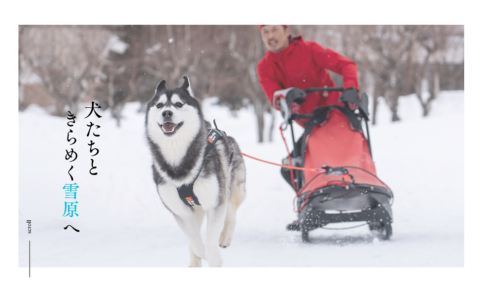 TOP OF JAPAN CLASSIC SLEDDOG RACE in Mushing Works
